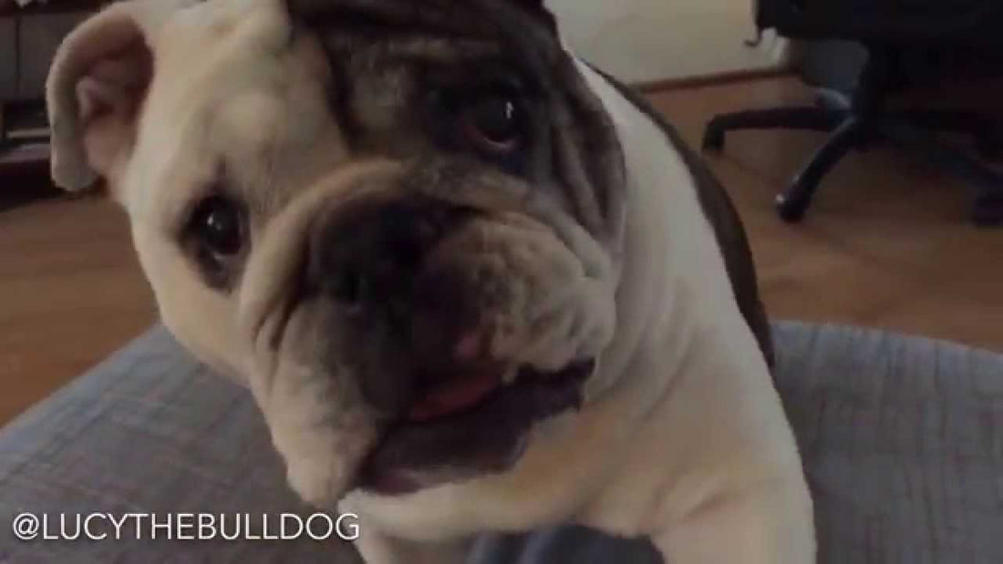 Introducing Lucy The Bulldog And She's About To Show You Some Adorable Tricks!