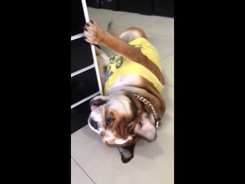 Introducing Max An English Bulldog, Who Knows How To Be Lazy And Adorable At The Same Time!