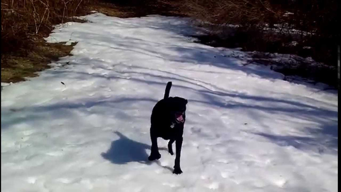 Introducing Rafi The Labrador With A Passion For Body Sledding! This Is Going To Make You #Share!