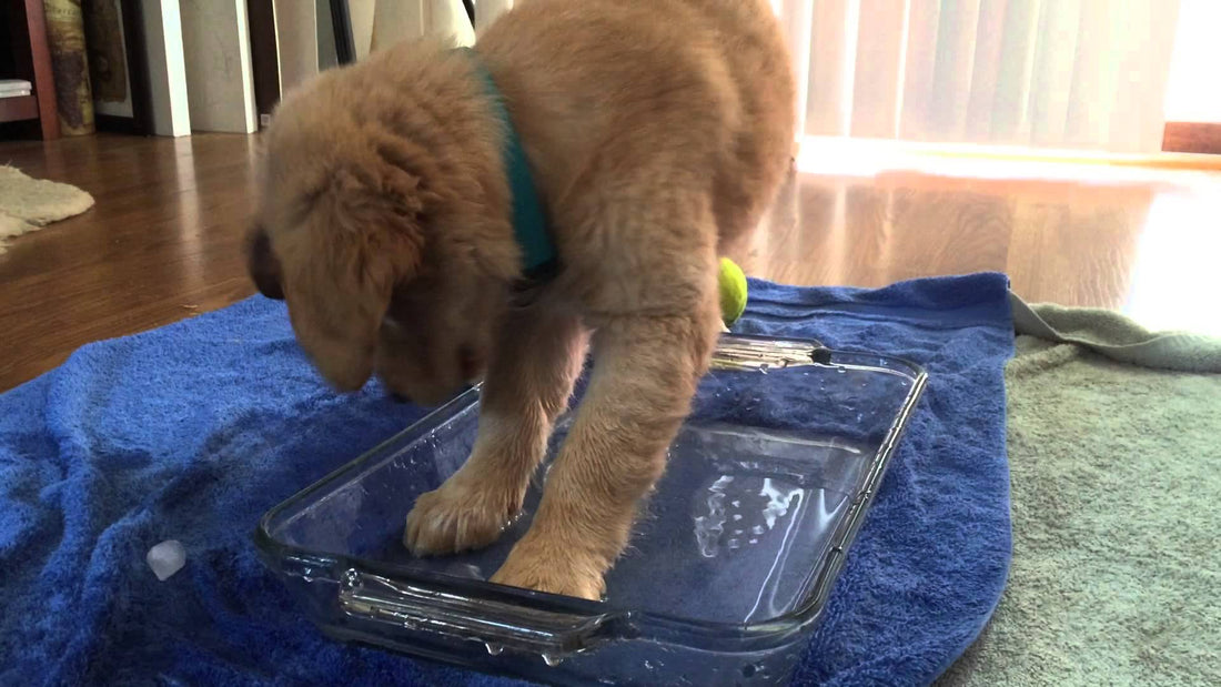 Introducing Sydney, A Golden Retriever Trying To Achieve Something With Ice And Tennis Ball!