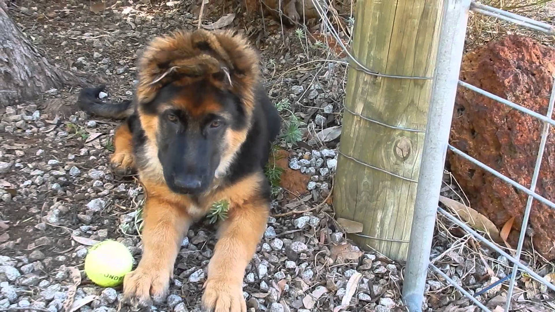 Is It A Bunny? No! It's An Adorable German Shepherd With Cross Ears! #TooCuteToHandle!