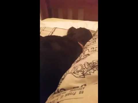 Its Bedtime For This Labrador, But See Where He Wants To Sleep!