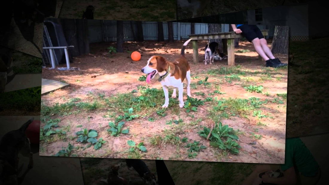 It's The Weekend And These Adorable Beagles Are Having A Beagle Party! Join In And Enjoy The Fun!