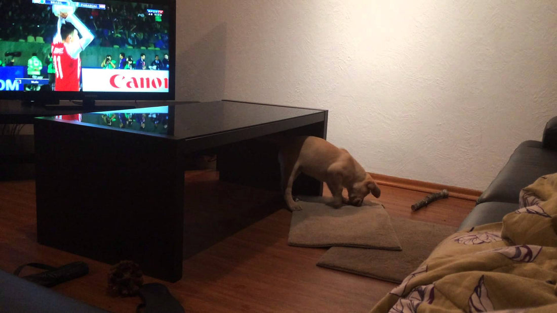 It's Time For This Labrador To Sleep, But Before Sleeping This Is How He Makes His Bed!