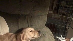 Jackson, The Golden Retriever Pretends To Be Asleep On His Favorite Recliner!