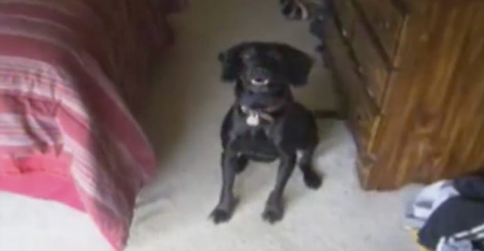Hilarity Ensues When Mom Says THIS To Her Labrador. You Have To See It–LOL!