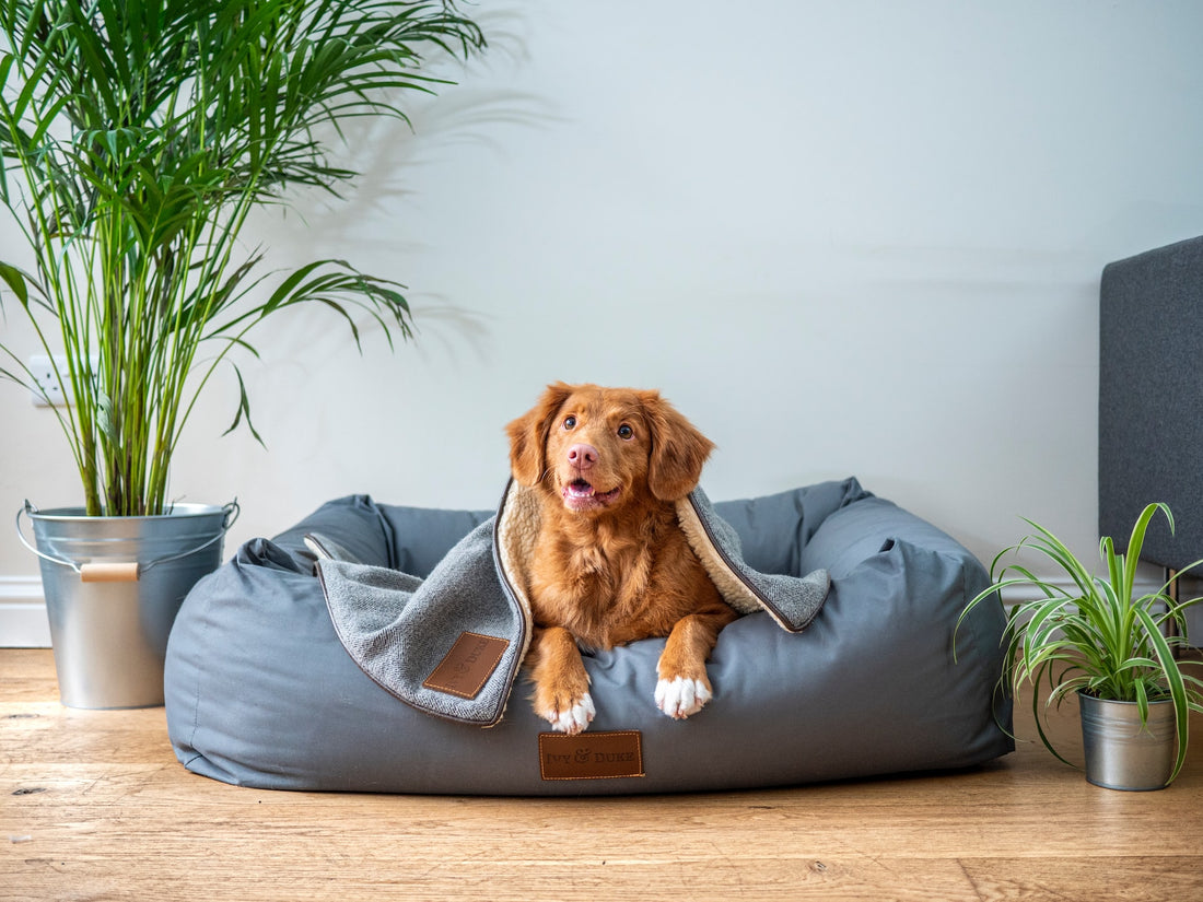 How To Create A Dog's Room