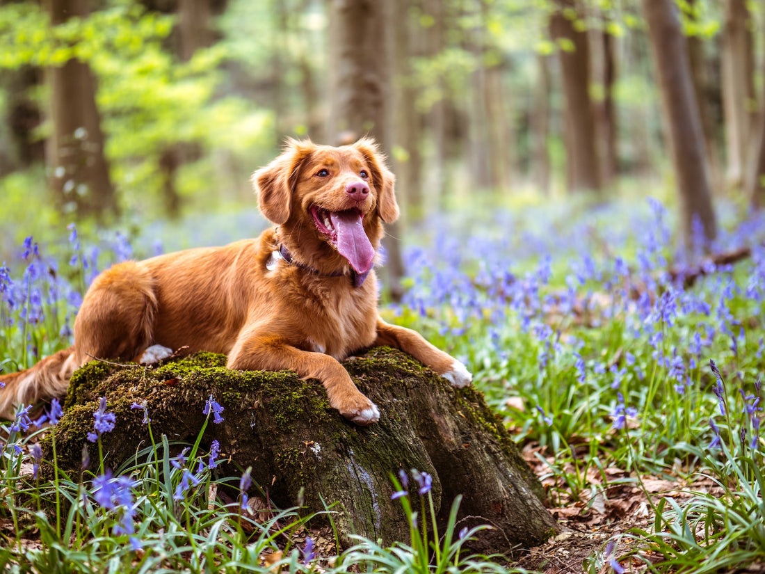 5 Plants That Won't Harm Your Dog