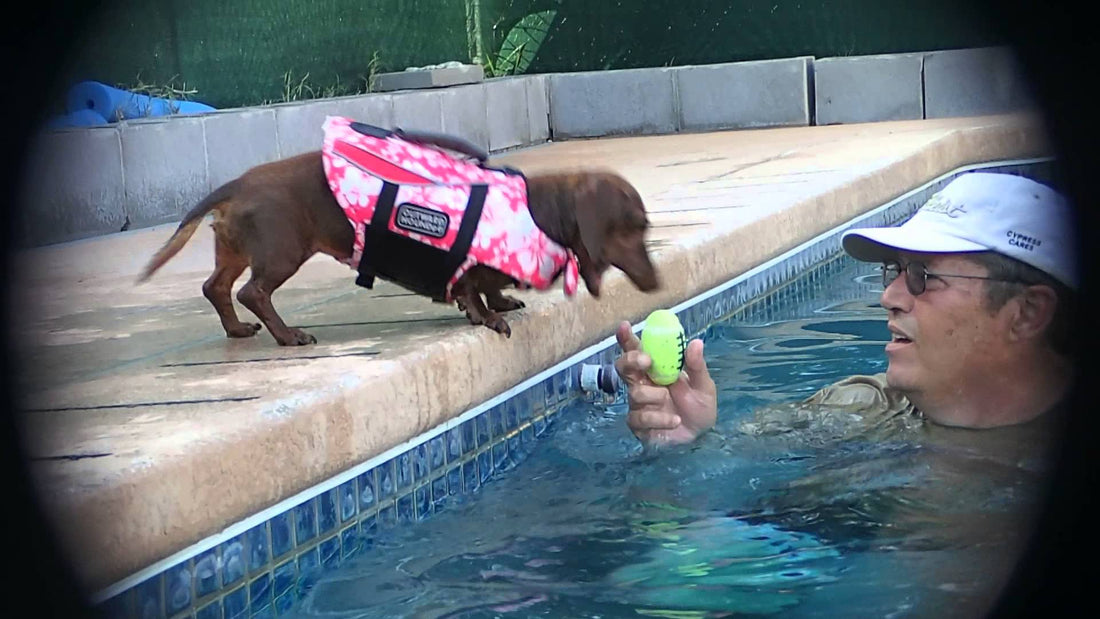 Jasmine The Dachshund Learns To Swim Thanks To Her Toy!