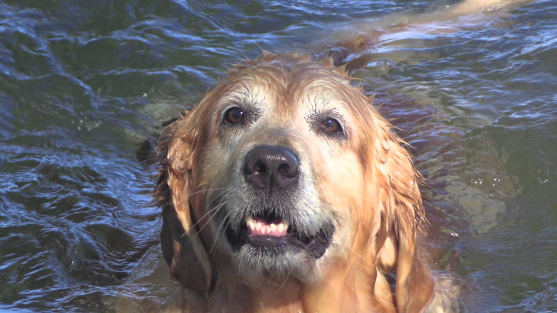 Jasmine The Golden Retriever Loves Swimming At The Beach! See Her In Action!