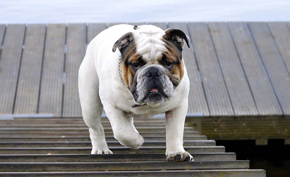 Do Bulldogs Need To Use Steps?