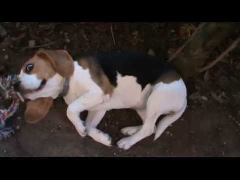 Juno The Beagle Comes Up With A Hilarious Way To Try To Get Out Of Trouble!