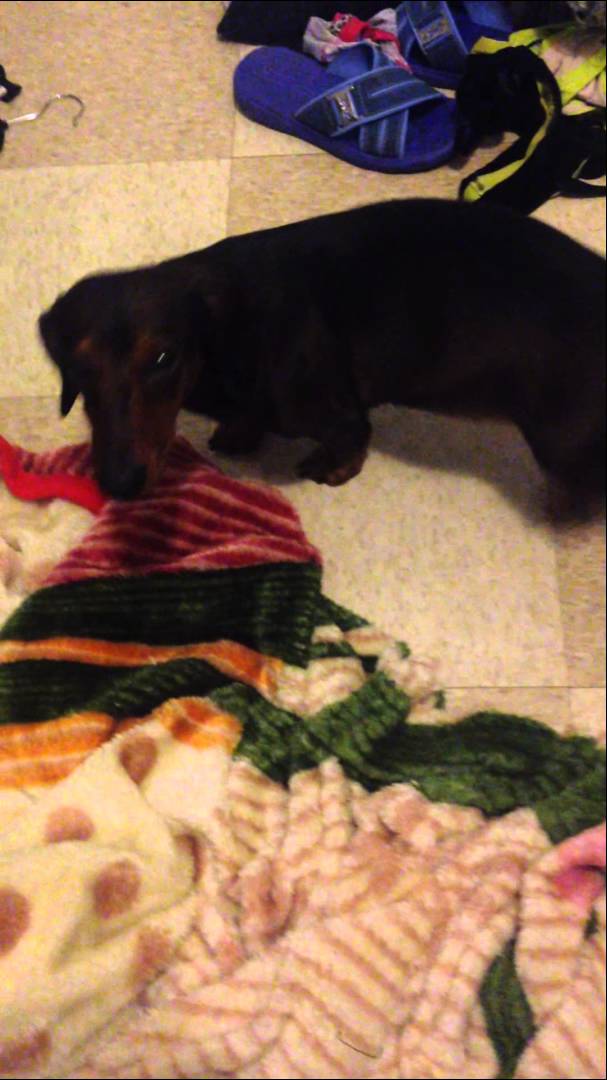 Just 3 Words Are Enough To Get This Dachshund Excited Like There's No Tomorrow! #TooCute