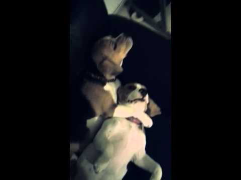 Kita The Beagle Won't Let Go Of Sibling Lexi No Matter What!