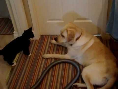 Kitten Vs. Labrador! This Is A Funny Fight You Just MUST WATCH! Hilarious!