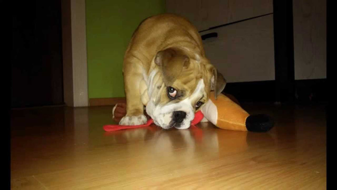 Kluska The English Bulldog Has Good Fun With Her Soft Toy!