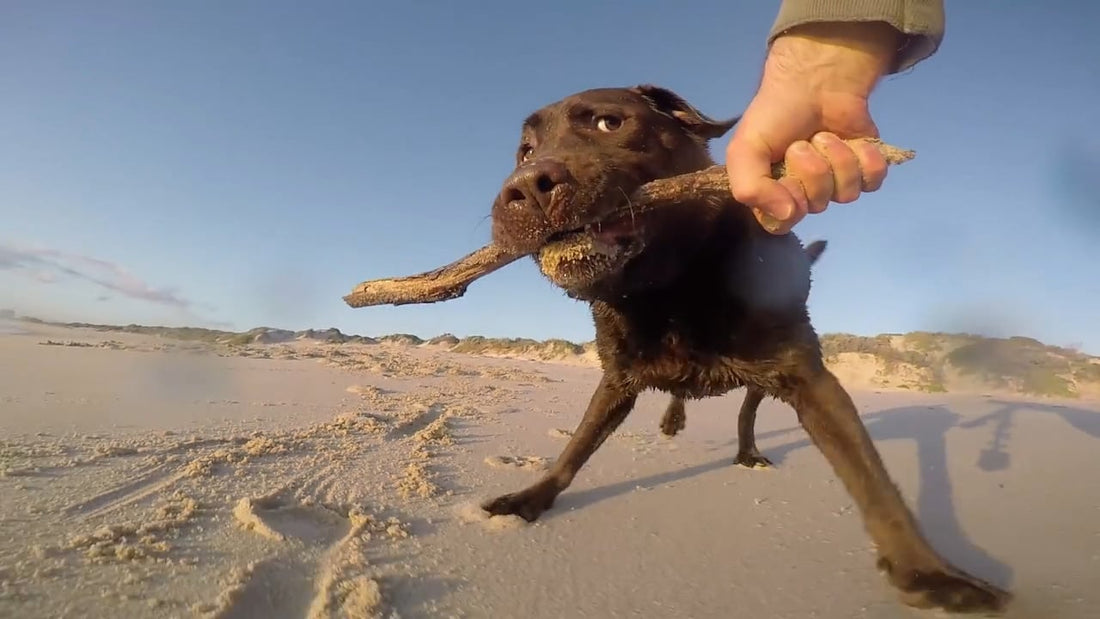 Kobi The Labrador Is Definitely Going To Star In Movies Someday! #CelebrityLab