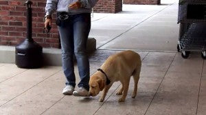 STUNNING Labrador Retriever Does Tricks In Slow Motion!