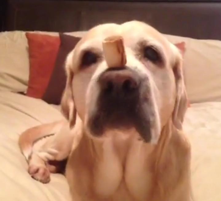 This Labrador Retriever Knows How To Balance His Food!