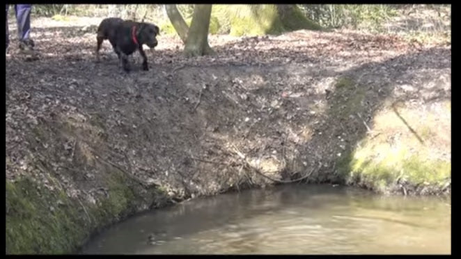 Happy Labrador Plunges Into The River To Fetch His Stick!