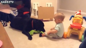 Labradors Playing With Babies Compilation!