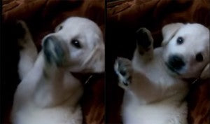 Adorable Video! Tiny Labrador Puppy Boxes With Human!