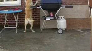 Labrador Is Playing With Nature's Laser Beam!