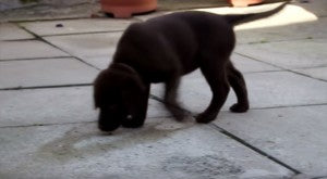 Chocolate Labrador Puppy Discovers What It's Like To Have A FOREVER Home!