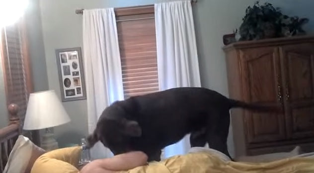 Persistent Chocolate Labrador Wakes Up Dad!