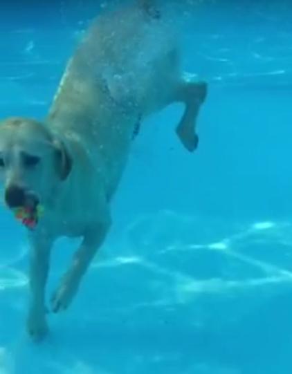 This Labrador Retriever Is Showing His Amazing Skills Underwater!