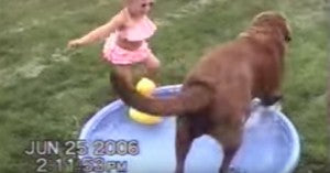 Hilarious Labrador Dog Ruins Little Girl’s Rubber Duck Play Time!