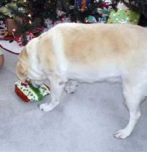 Video: Awesome Senior Labrador Opening Christmas Gift!