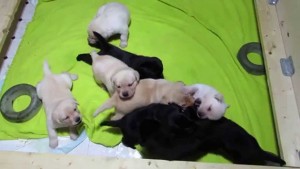 Adorable Labrador Puppies Wrestling In A Box!