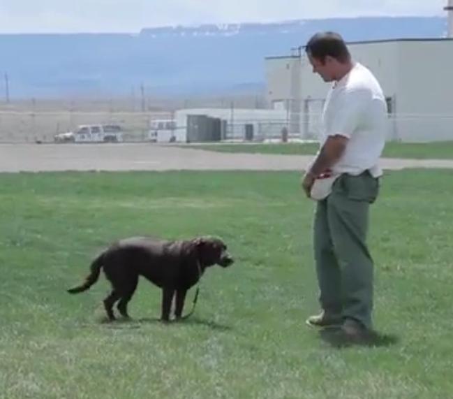 Labrador Retriever Mix Must Say Goodbye To The Prison Inmate Who Raised Her!