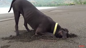 Labrador Has A Very Special Reason For Digging Up Crabs At The Beach...Wait Until You See Why!
