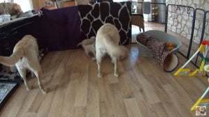 These Labs Take The Term "Family Dog" To A Whole New Level!