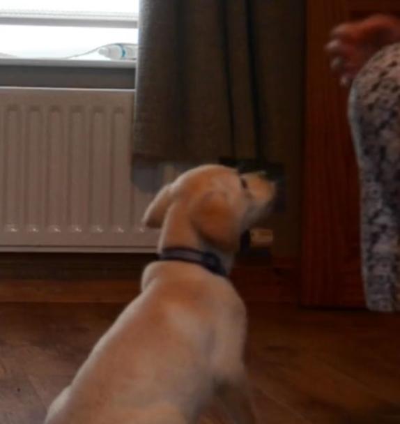 This Labrador Puppy Performs Her New And Awesome Trick!