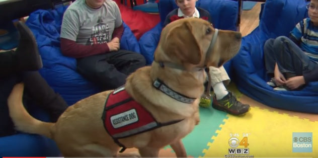 Yellow Lab Makes Big Difference For A Class Of Special-Needs Students!
