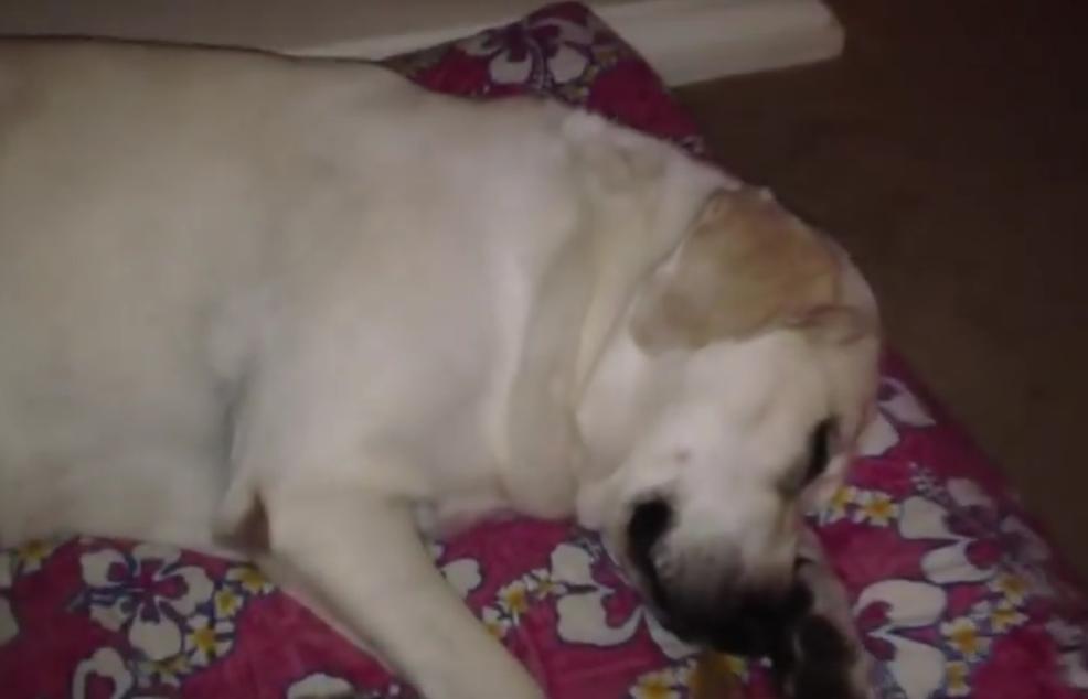 This Labrador Retriever Gets Woken Up To The Smell Of Her Favorite Treat!