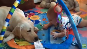 Baby Is Delighted By His Labrador Sister!