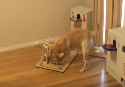 Labrador Retriever Learns That Barking At Buttons Gets Him No Treats, So He Learns To Push Them Instead!