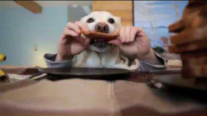 This Video Of A Labrador Retriever Eating Like A Human Will Make Your Day!