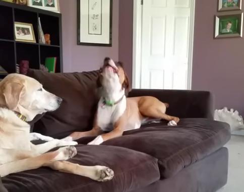 Labrador Retriever And A Boxer Are Sitting On The Couch Discussing The Meaning Of Life… And Stuff!