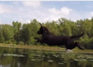Video: See A Dock Diving Labrador In Slow Motion!