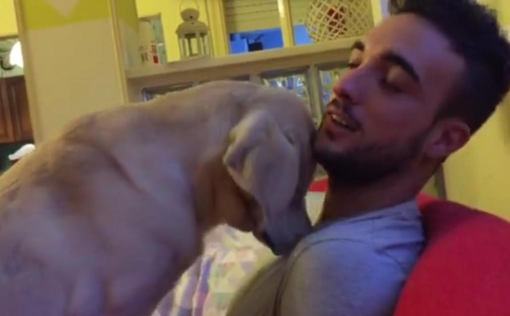 Guilty Labrador Retriever Desperately Asking His Human For Forgiveness Is The Sweetest Thing On The Internet!