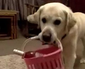 Labrador Retriever Delivers Wine To Mom!