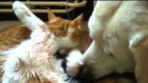 Awesome Labrador Helps Cat Give Birth. Amazing Lab Video!