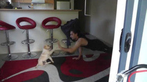 Adorable Labrador Puppy Entertains Dad While He Does Pushups!