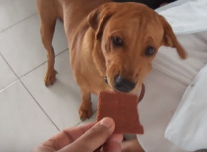 Lab Is Presented With A Healthy New Treat And He Hates It So Much...His Reaction Is HILARIOUS!
