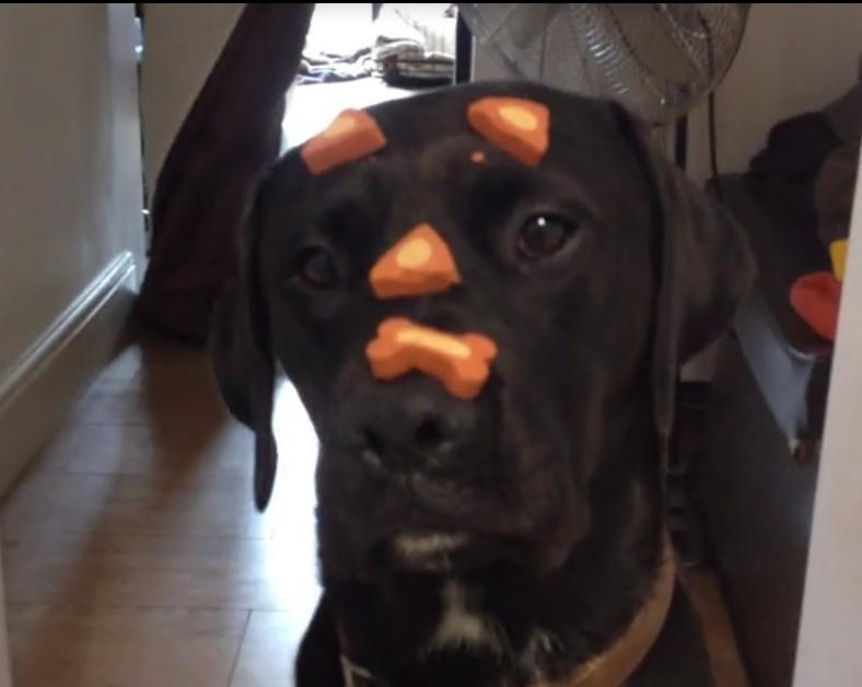 Watch How This Labrador Is Easily Balancing Multiple Treats On His Head!